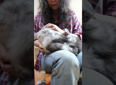 新しいお家へシルバーのメインクーン翔之介君