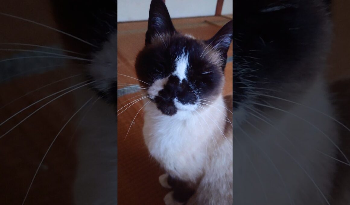 シャム猫さん🐾#猫 #ねこ #シャム猫 #Shorts