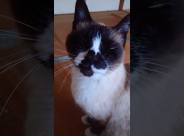 シャム猫さん🐾#猫 #ねこ #シャム猫 #Shorts