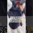 ご機嫌ななめ😾黒猫ボンベイ　#cat #ねこ #ねこ動画 #ねこのいる暮らし #ねこのいる生活 #猫 #猫好きさんと繋がりたい #かわいい #甘えん坊 #癒やし