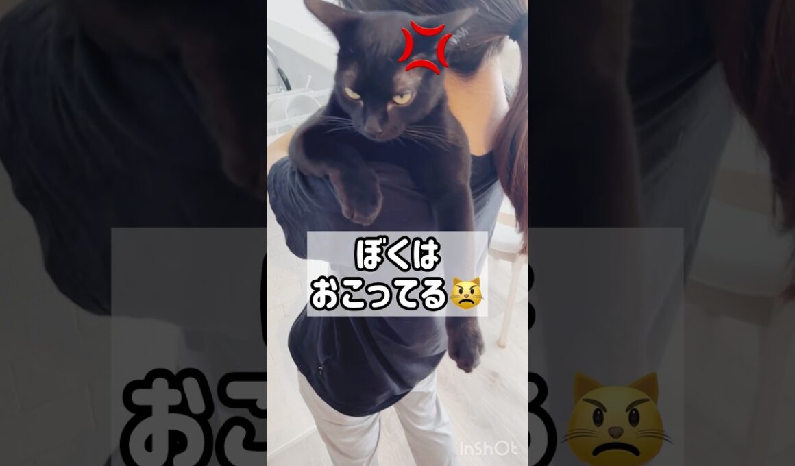 ご機嫌ななめ😾黒猫ボンベイ　#cat #ねこ #ねこ動画 #ねこのいる暮らし #ねこのいる生活 #猫 #猫好きさんと繋がりたい #かわいい #甘えん坊 #癒やし