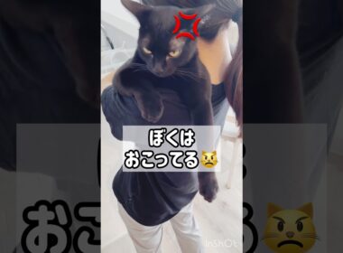 ご機嫌ななめ😾黒猫ボンベイ　#cat #ねこ #ねこ動画 #ねこのいる暮らし #ねこのいる生活 #猫 #猫好きさんと繋がりたい #かわいい #甘えん坊 #癒やし