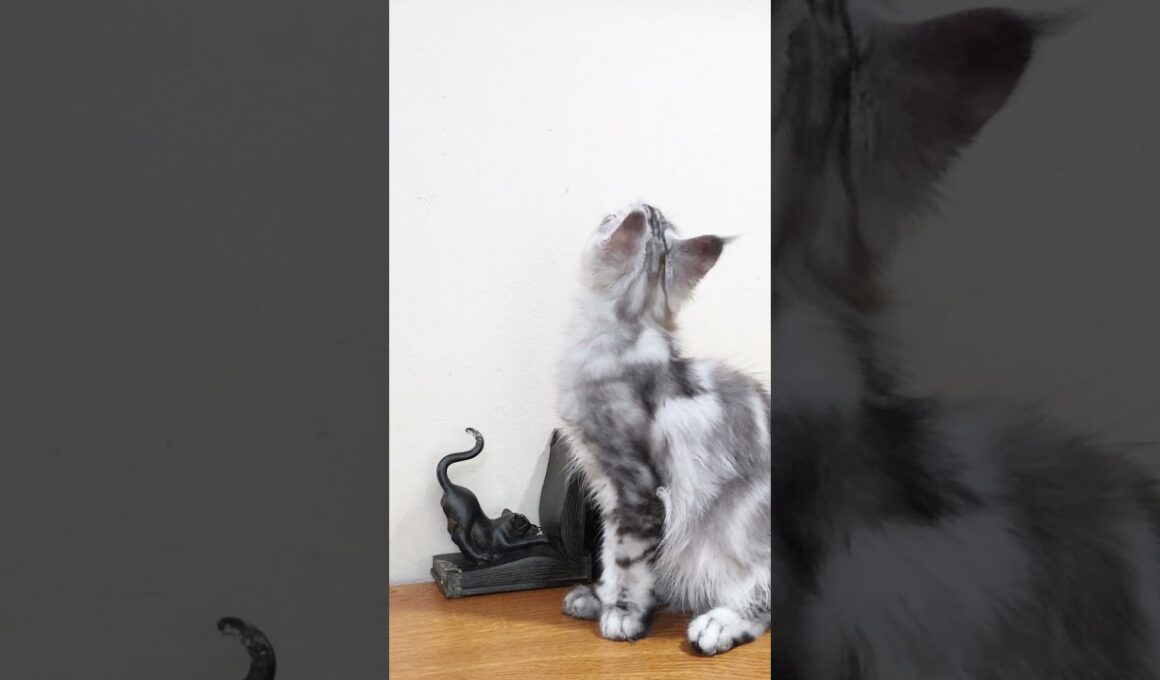 新しいお家へシルバーのメインクーン翔之介君