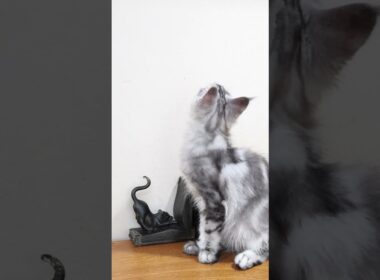 新しいお家へシルバーのメインクーン翔之介君