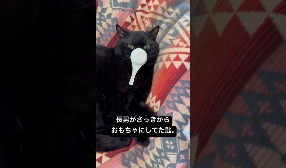 サジとネコ #猫のいる暮らし #cat #セルカークレックス #ブリティッシュショートヘア