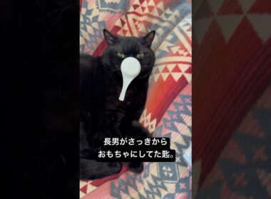 サジとネコ #猫のいる暮らし #cat #セルカークレックス #ブリティッシュショートヘア