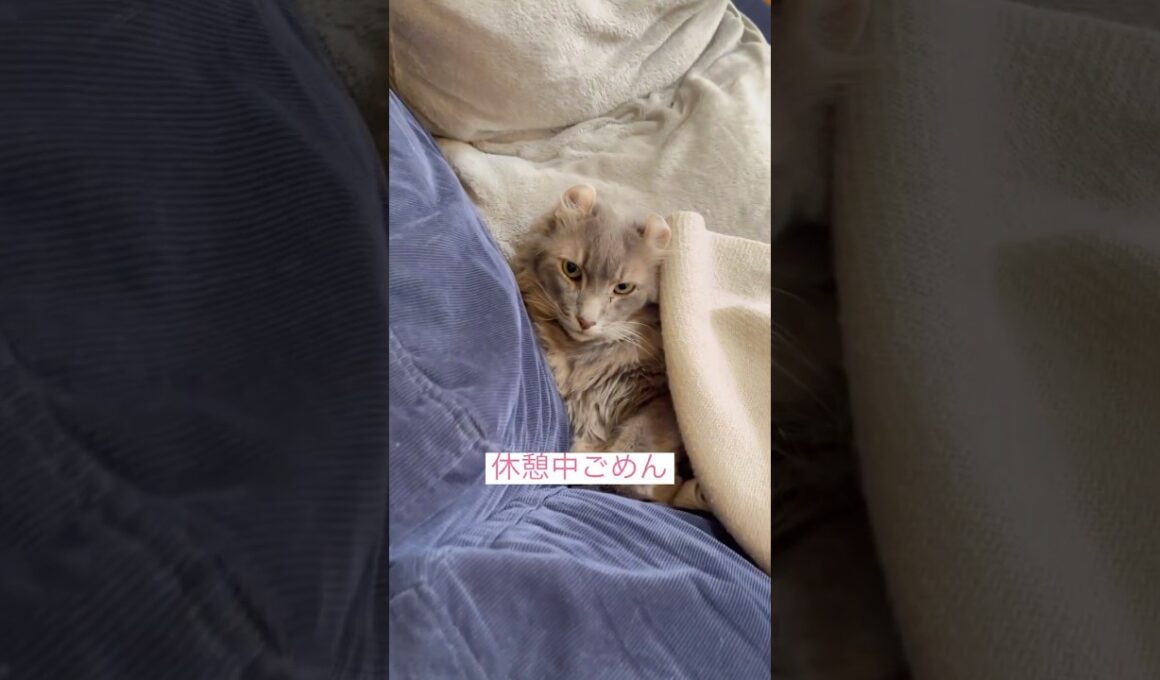 邪魔しないで #ねこ動画 #アメリカンカール
