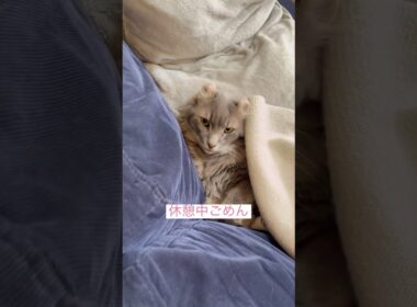 邪魔しないで #ねこ動画 #アメリカンカール