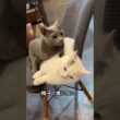 ロシアンブルー | 勝者は？ 絶対に譲らない弟猫 | Russian Blue cat