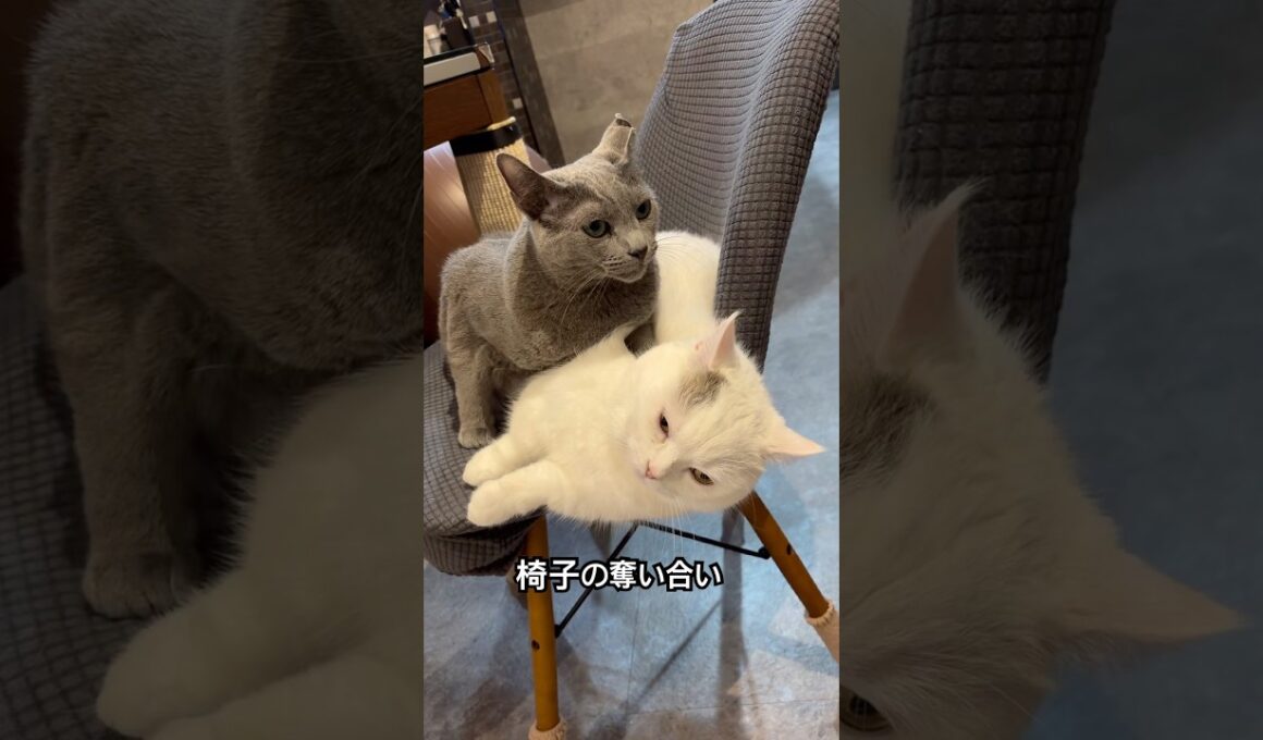 ロシアンブルー | 勝者は？ 絶対に譲らない弟猫 | Russian Blue cat