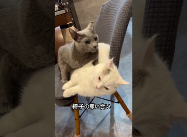 ロシアンブルー | 勝者は？ 絶対に譲らない弟猫 | Russian Blue cat