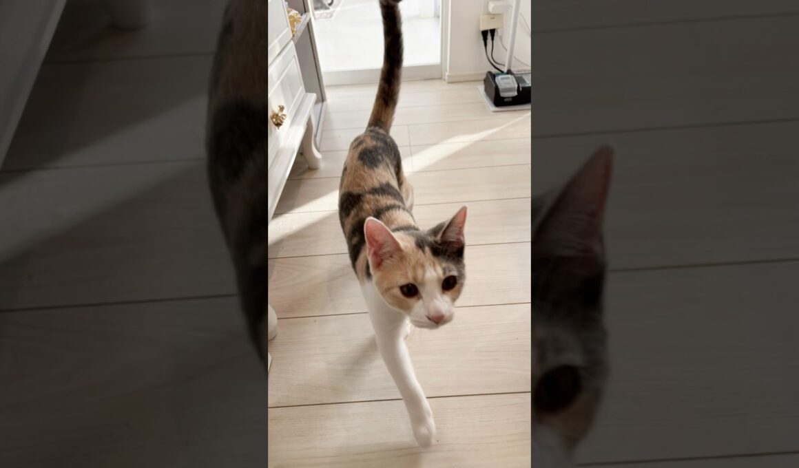 保護子猫ぴよ＆そらん177（三毛猫そらんアニキに飛び蹴り）　 #保護猫 #猫 #cat #kitten #子猫 #猫部