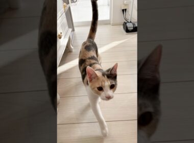 保護子猫ぴよ＆そらん177（三毛猫そらんアニキに飛び蹴り）　 #保護猫 #猫 #cat #kitten #子猫 #猫部