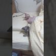 兄妹で人間のようにベッドで眠る猫スルタンとアレクサンドラ【スフィンクス】