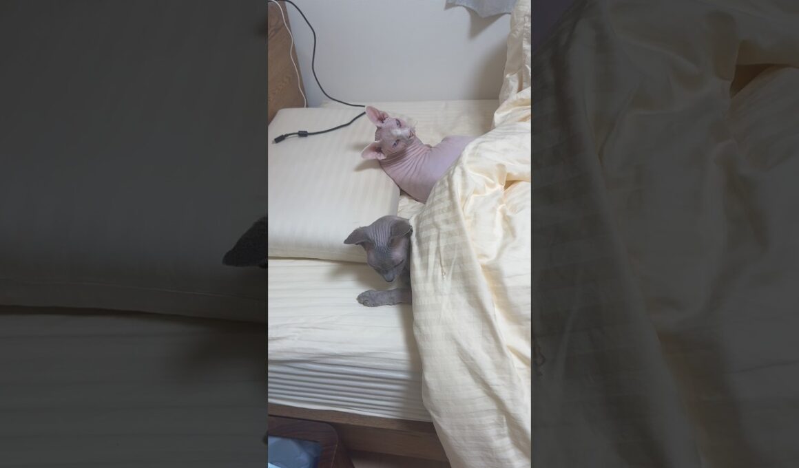 兄妹で人間のようにベッドで眠る猫スルタンとアレクサンドラ【スフィンクス】