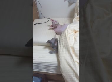 兄妹で人間のようにベッドで眠る猫スルタンとアレクサンドラ【スフィンクス】