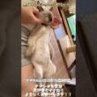 【神動画】【世界一可愛いシャムミックス】赤ん坊バーニィー #保護猫 #しゃむねこ #猫のいる暮らし #猫好きさんと繋がりたい #cat #ねこ＃shorts