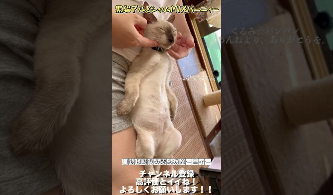 【神動画】【世界一可愛いシャムミックス】赤ん坊バーニィー #保護猫 #しゃむねこ #猫のいる暮らし #猫好きさんと繋がりたい #cat #ねこ＃shorts