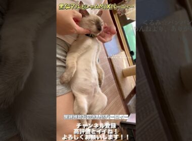 【神動画】【世界一可愛いシャムミックス】赤ん坊バーニィー #保護猫 #しゃむねこ #猫のいる暮らし #猫好きさんと繋がりたい #cat #ねこ＃shorts