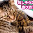 母猫が旅立ち寂しそうな娘猫に寄り添うのは... #あにまるほんぽ #猫 #保護猫 #cat