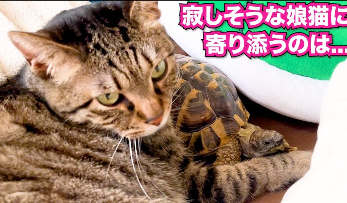 母猫が旅立ち寂しそうな娘猫に寄り添うのは... #あにまるほんぽ #猫 #保護猫 #cat