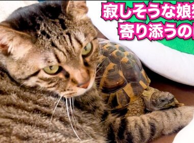 母猫が旅立ち寂しそうな娘猫に寄り添うのは... #あにまるほんぽ #猫 #保護猫 #cat