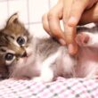 ミルクを飲んだ後は、ほっこり甘える赤ちゃん子猫【赤ちゃん猫　保護猫】