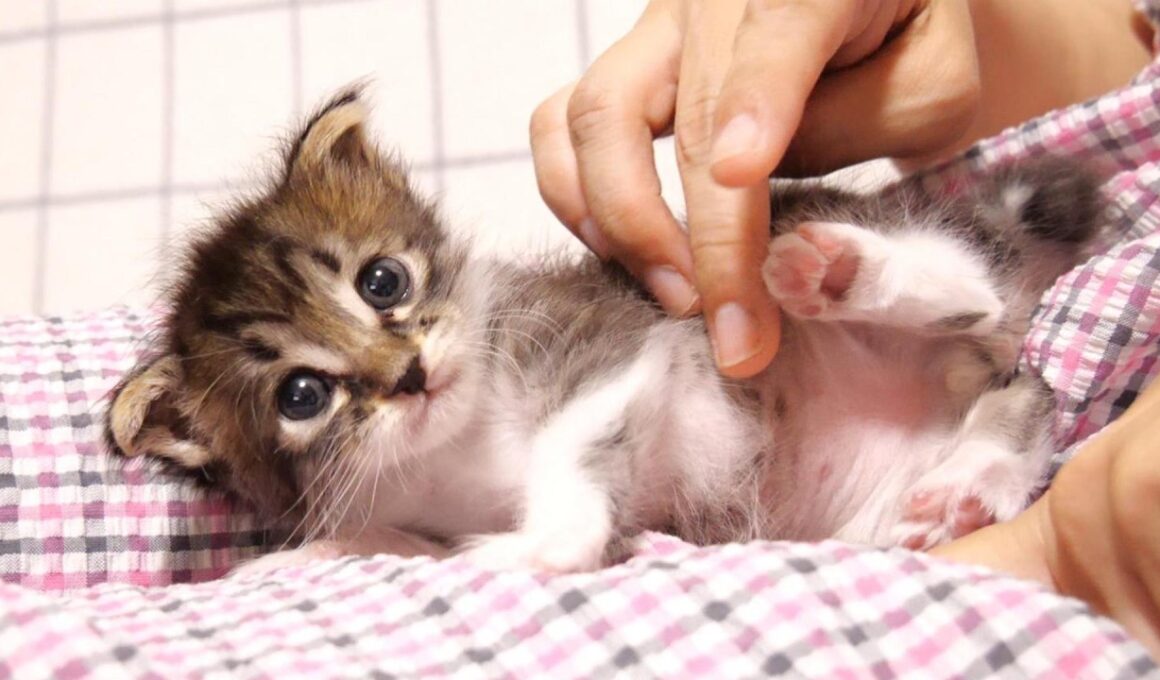 ミルクを飲んだ後は、ほっこり甘える赤ちゃん子猫【赤ちゃん猫　保護猫】