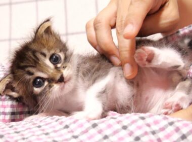 ミルクを飲んだ後は、ほっこり甘える赤ちゃん子猫【赤ちゃん猫　保護猫】