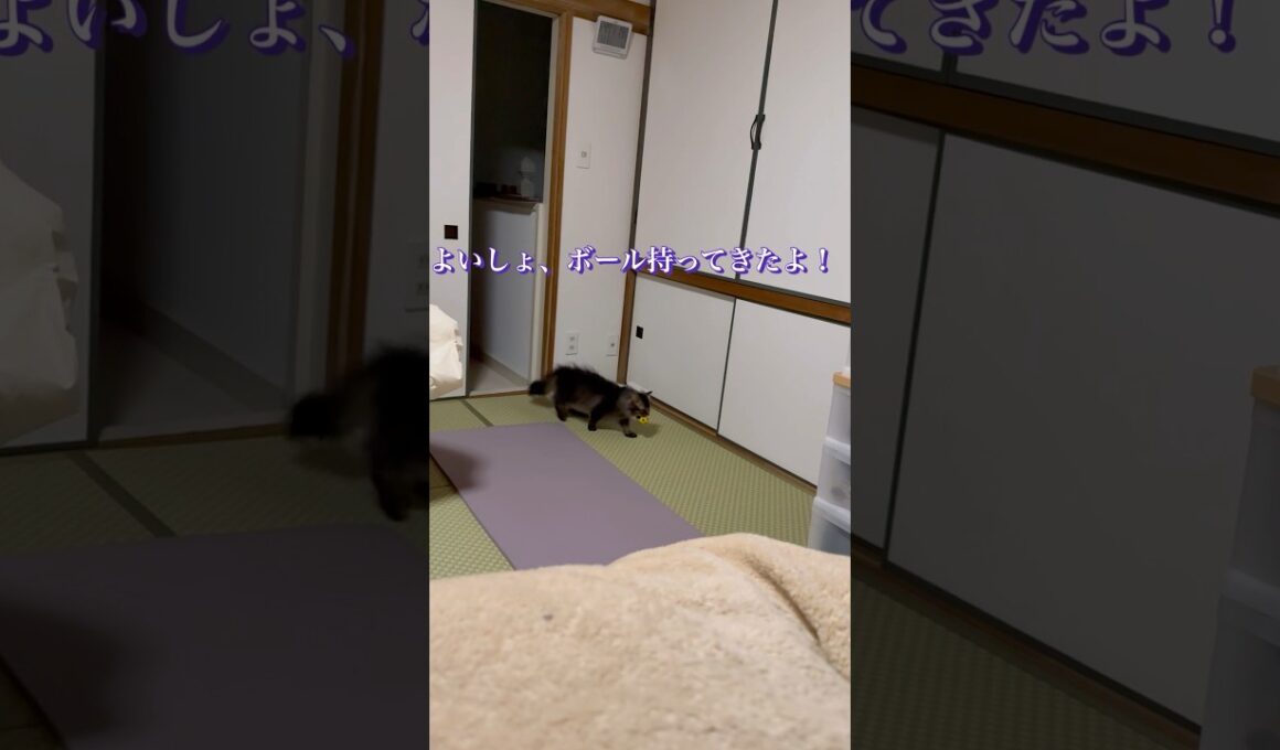 ボール投げて〜 #cat #スクーカム #猫 #猫のいる暮らし #shorts #猫好きさんと繋がりたい