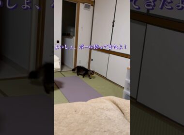 ボール投げて〜 #cat #スクーカム #猫 #猫のいる暮らし #shorts #猫好きさんと繋がりたい