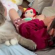 休みの飼い主とゆっくりする猫　ラガマフィン　サイベリアンA cat relaxing with its owner on their day off. Ragamuffin. Siberian