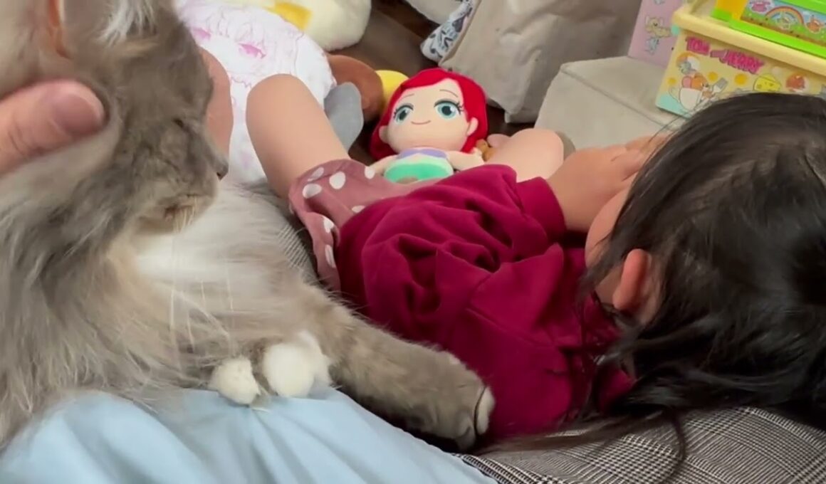 休みの飼い主とゆっくりする猫　ラガマフィン　サイベリアンA cat relaxing with its owner on their day off. Ragamuffin. Siberian