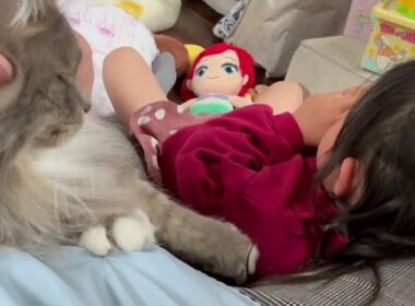休みの飼い主とゆっくりする猫　ラガマフィン　サイベリアンA cat relaxing with its owner on their day off. Ragamuffin. Siberian