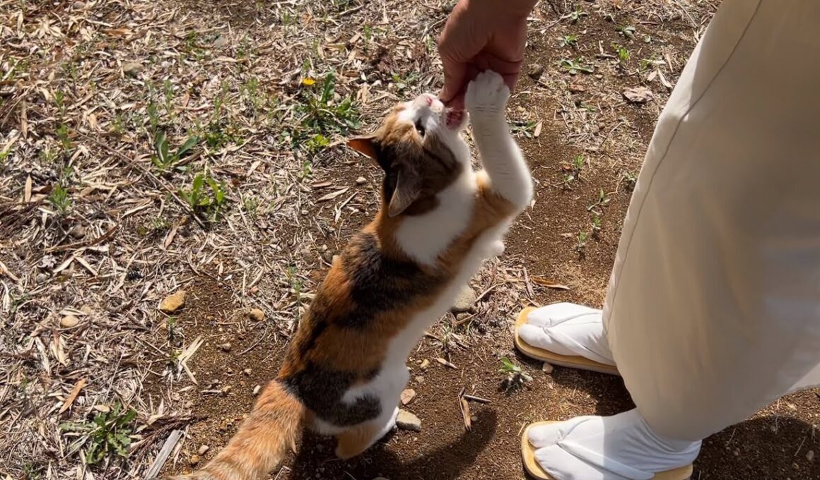 住職からもらうおやつが大好きなミー子がかわいい！
