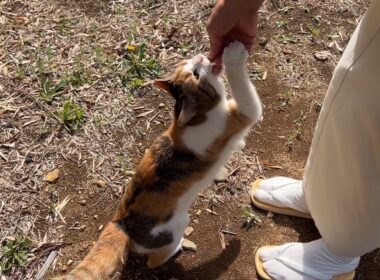 住職からもらうおやつが大好きなミー子がかわいい！
