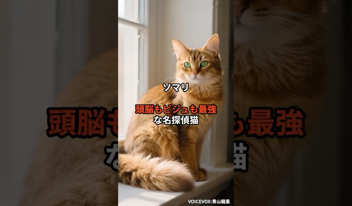【ソマリ①】頭脳もビジュも最強な名探偵猫 #shorts #動物 #雑学 #猫 #ネコ