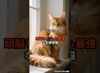 【ソマリ①】頭脳もビジュも最強な名探偵猫 #shorts #動物 #雑学 #猫 #ネコ