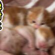 【閲覧注意】子猫の可愛さが危険過ぎます。自己責任でご視聴ください・・・