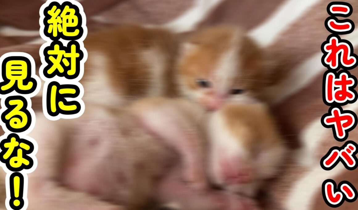 【閲覧注意】子猫の可愛さが危険過ぎます。自己責任でご視聴ください・・・