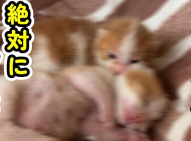 【閲覧注意】子猫の可愛さが危険過ぎます。自己責任でご視聴ください・・・