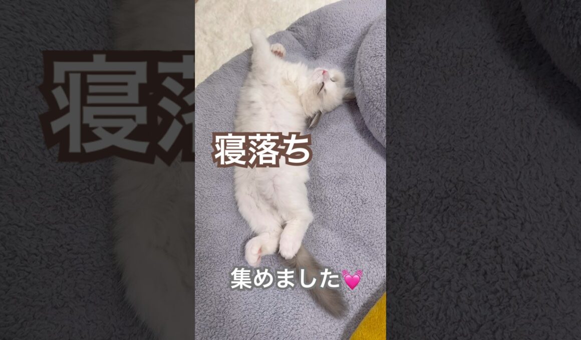 遊び疲れて寝る子猫😽あんずの寝落ち集めました💓#ラグドール #猫好きさんと繋がりたい #子猫 #ねこ動画 #猫のいる暮らし