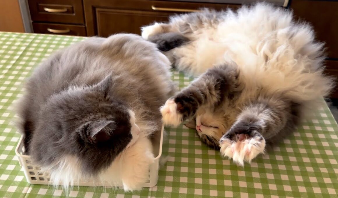 【のんびり日常】お兄ちゃんにジワジワ近づいてみるwwwノルウェージャンフォレストキャットとターキッシュアンゴラ