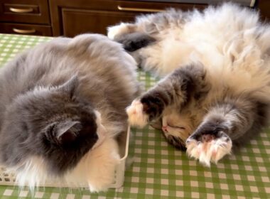 【のんびり日常】お兄ちゃんにジワジワ近づいてみるwwwノルウェージャンフォレストキャットとターキッシュアンゴラ