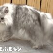 カーペットを新しくすると猫がやってしまう行動 【サイベリアン】