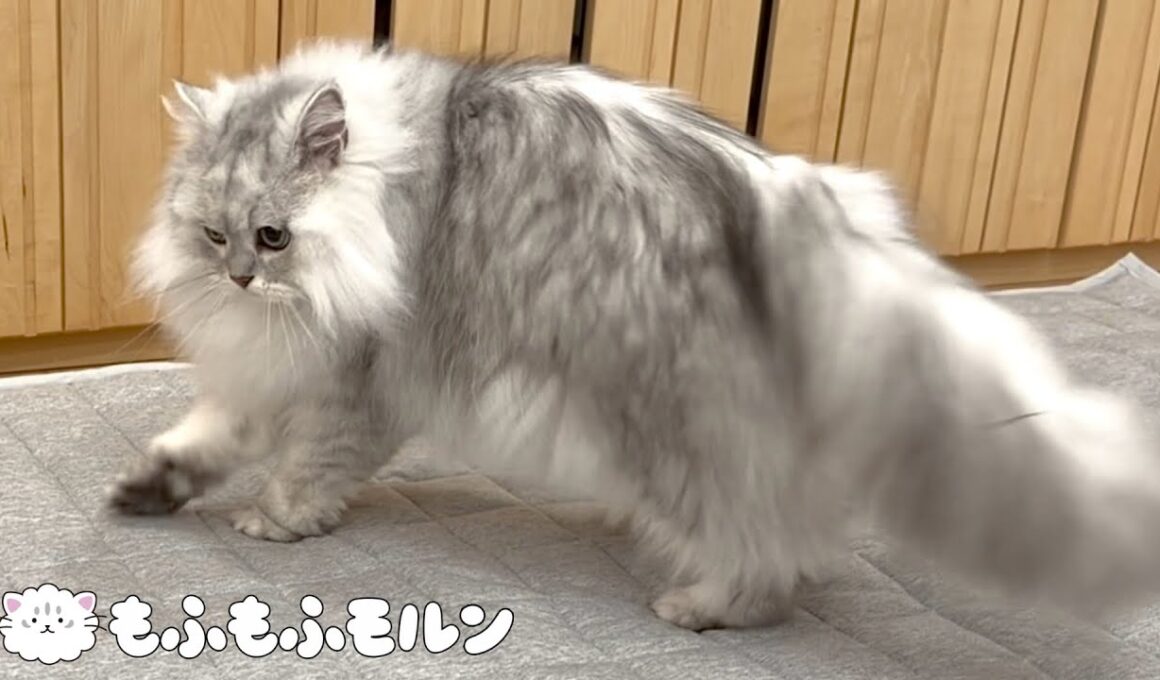 カーペットを新しくすると猫がやってしまう行動 【サイベリアン】