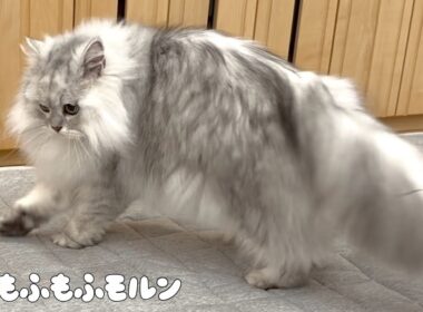 カーペットを新しくすると猫がやってしまう行動 【サイベリアン】