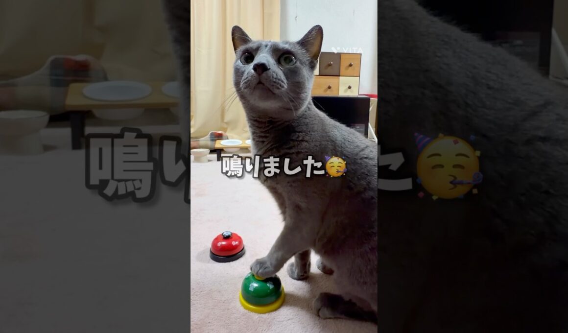 【ロシアンブルー】今朝のめろん...ちと苦労しました🛎️😗【猫】#shorts