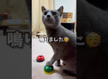 【ロシアンブルー】今朝のめろん...ちと苦労しました🛎️😗【猫】#shorts