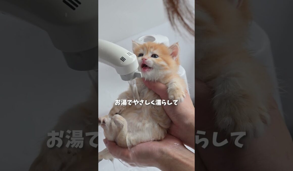 お風呂好きな子猫を発見しました🫧